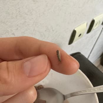 Nesquik Mısır Gevreğinden Böcek Çıktı