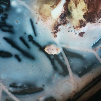 Sinangil Gıda A101 Den Aldığım Soğuk Baklavanın İçinden Antep Fıstığı Kabuğu Çıktı.