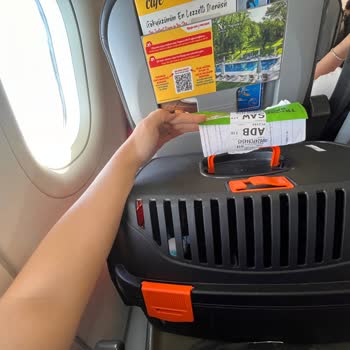 My Cat Was Mistreated During Flight by Pegasus Airlines Staff