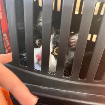 My Cat Was Mistreated During Flight by Pegasus Airlines Staff