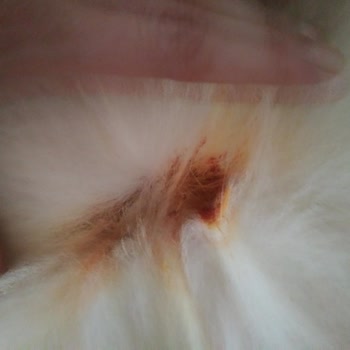 My Elanco Seresto Tasma İltihaplı Yaralara Sebep Oldu!