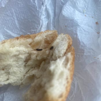 Migros Ekmeğinde Böcek Çıktı