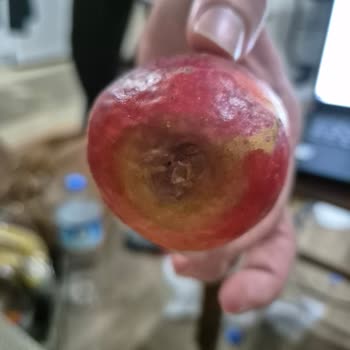 Getirden Gelen Çürük Meyve Ve Sebzeler