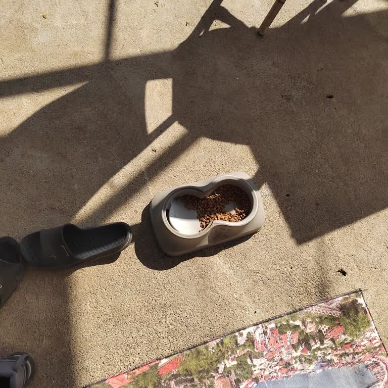 Jetix Kedi Maması Carrefour SA Sokak Kedileri Yemiyor