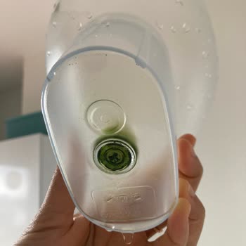 Britanya Sürahim Yosun Tuttu