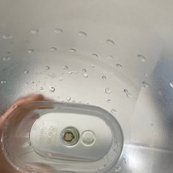 Britanya Sürahim Yosun Tuttu