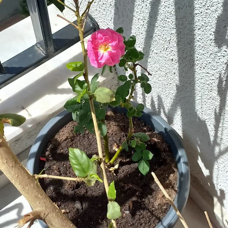 Sakli_lavanta _bahcesi (Instagram) Beni Tersleyip Telefonu Yüzüme Kapattı