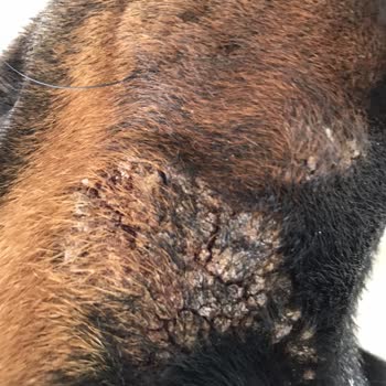 Tuna Veteriner Evcil Hayvanlarımıza Şiddet!