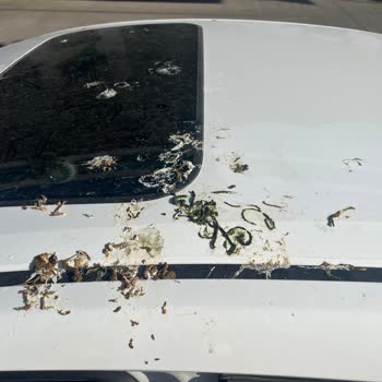 Ottopark Kuş Pislikli Otopark