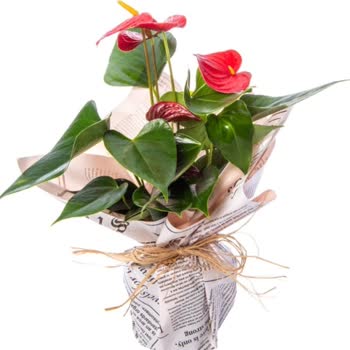 Çiçek Sepeti Özensiz Sipariş Sonucu Mağduriyet