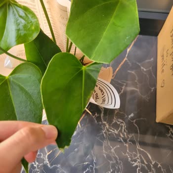 Çiçek Sepeti Özensiz Sipariş Sonucu Mağduriyet