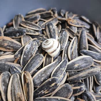 BİM Den Aldığımız Çekirdek De Böcek Çıktı