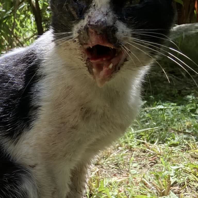 Kadıköy Belediyesi Veterinerlik Birimi Hasta Hayvan Şikayeti