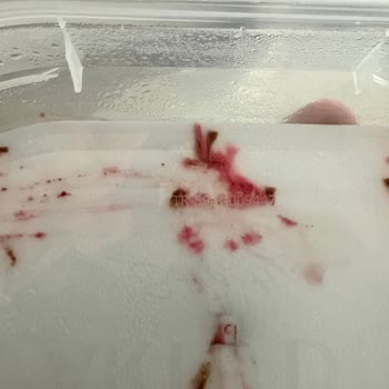 Algida Kutu Dondurmalar Kapağı Açılmış Uygulama Kodu Çalınmış