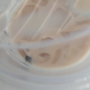 Starbucks Kahvemden Resmen Sinek Çıktı
