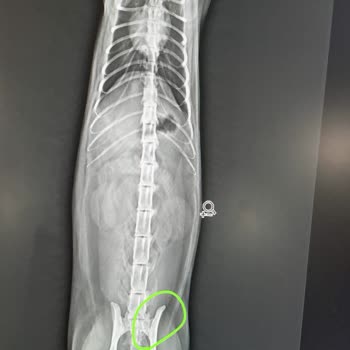 Pati Pet Veteriner Kliniği (Batman) Kedime Kırık Çıkık Yok, İyi Dedi