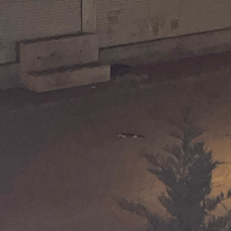 Konya Büyükşehir Belediyesi Konya'da Başıboş Köpekler Aç Kaldıkları İçin Kediyi Yediler
