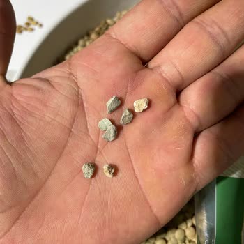 Tat Bakliyat Tat Markası Kurtlanmış Mercimek Ve Taş Satıyor