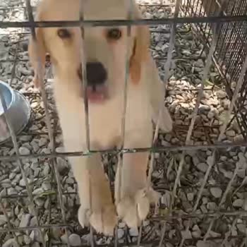 Kopekkulubu.com Köpek Satışında Yaşanan Sorunlar