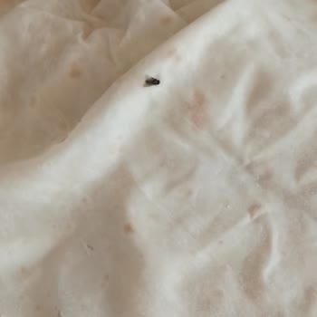 Başak Gıda Ekmecik Unlüx Saç Yufkasından Sinek Çıktı!