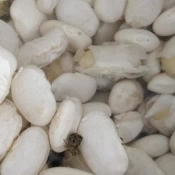 BİM'in Fasulyesinden Böcek Çıktı! Reyon Altlarında Fare Var!