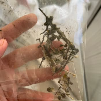 Düşyeri Oyun Sabun Yapma Kiti