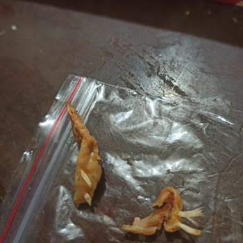 Donas Firmasının Sorumsuzluğu!