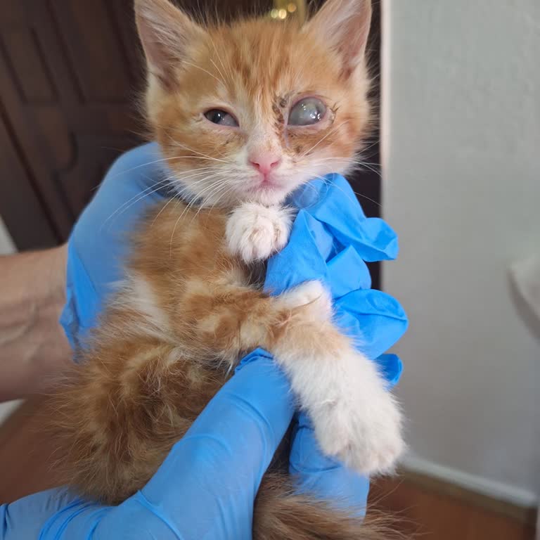 Keçiören Belediyesi Veterinerlik Hizmetleri İle İlgili Şikayet