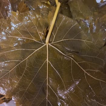 Koy_mahsulleri (Instagram) Yırtık, Kalın Damarlı Ve Aşırı Sert Yaprak Satışı!