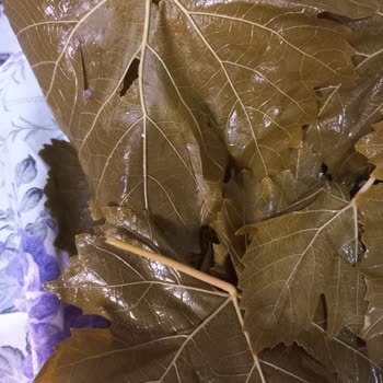 Koy_mahsulleri (Instagram) Yırtık, Kalın Damarlı Ve Aşırı Sert Yaprak Satışı!