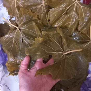 Koy_mahsulleri (Instagram) Yırtık, Kalın Damarlı Ve Aşırı Sert Yaprak Satışı!