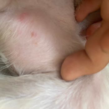 Fox Pet Kuaför Güzelbahçe Bu İşi Yapmasın!