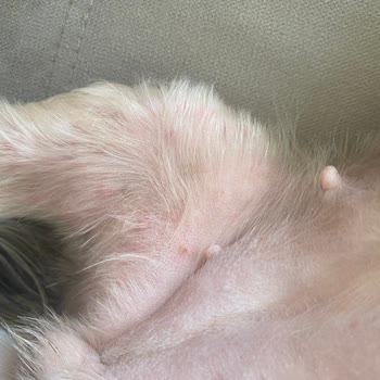 Fox Pet Kuaför Güzelbahçe Bu İşi Yapmasın!