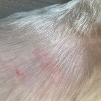 Fox Pet Kuaför Güzelbahçe Bu İşi Yapmasın!