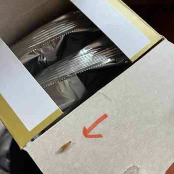 Bebelac Gold 2 Mama Böceklenmiş!