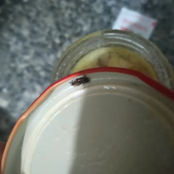 Zelkemiksuyu.com Zel Çorba Kapağından Çıkan Böcek