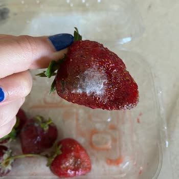 Getirden Gelen Küflü Ürünler