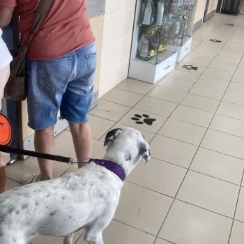 OMÜ Hayvan Hastanesi Randevum Olduğum Halde Sıram Hala Gelmedi