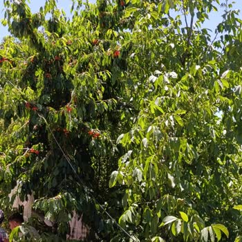 AYEDAŞ Kablo Kesilmesi