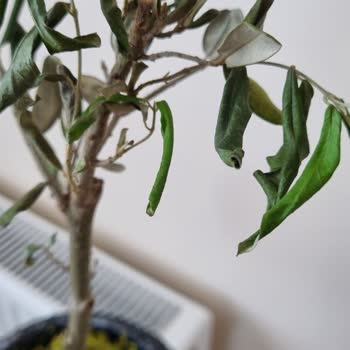 Çiçek Sepeti Sorumsuzluğu