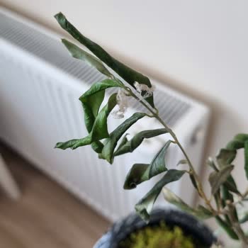 Çiçek Sepeti Sorumsuzluğu