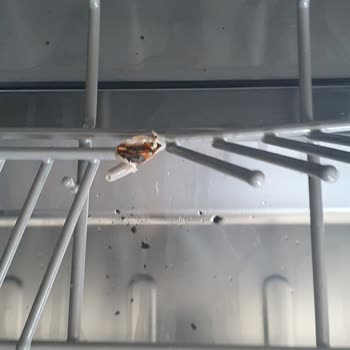 Samsung Bulaşık Makinesi Sepeti Paslandı