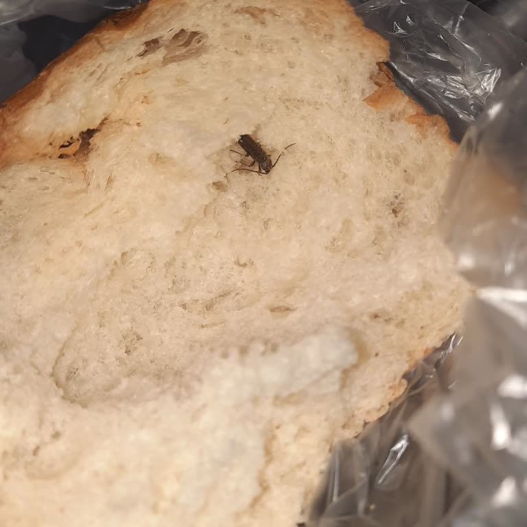 A101 Ekmeğinden Böcek Çıktı