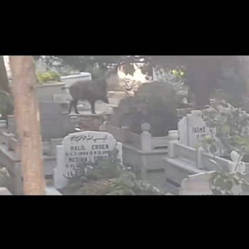 İBB Hasdal Mezarlığı Nda Domuzlar Mezarlara Zarar Veriyor