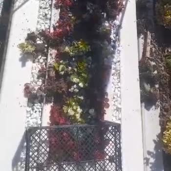 İBB Hasdal Mezarlığı Nda Domuzlar Mezarlara Zarar Veriyor