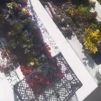 İBB Hasdal Mezarlığı Nda Domuzlar Mezarlara Zarar Veriyor