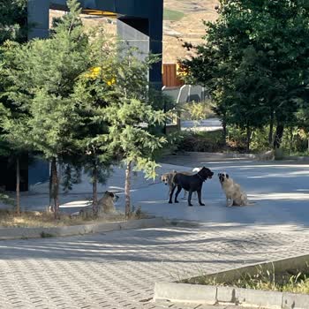 Köpek Ve Sinek Yenimahalle Belediyesi