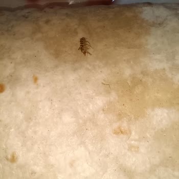 Şok Market Bisto Markalı Lavaş İçerisinde Böcek Var