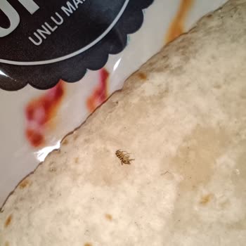 Şok Market Bisto Markalı Lavaş İçerisinde Böcek Var