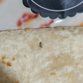 Şok Market Bisto Markalı Lavaş İçerisinde Böcek Var